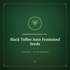 Black Toffee Auto Feminised Seeds Black Toffee Auto Feminised Seeds