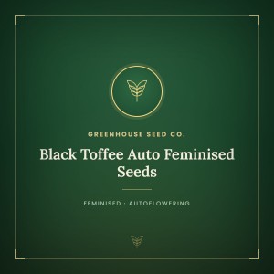 Black Toffee Auto Feminised Seeds