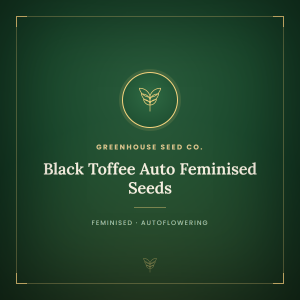 Black Toffee Auto Feminised Seeds Black Toffee Auto Feminised Seeds