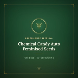 Chemical Candy Auto Feminised Seeds Chemical Candy Auto Feminised Seeds