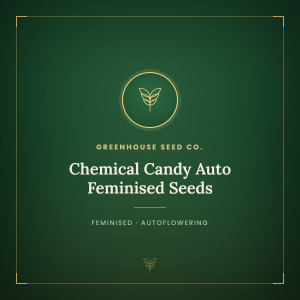 Chemical Candy Auto Feminised Seeds Chemical Candy Auto Feminised Seeds