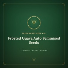 Frosted Guava Auto Feminised Seeds Frosted Guava Auto Feminised Seeds