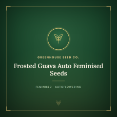 Frosted Guava Auto Feminised Seeds Frosted Guava Auto Feminised Seeds