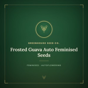 Frosted Guava Auto Feminised Seeds Frosted Guava Auto Feminised Seeds