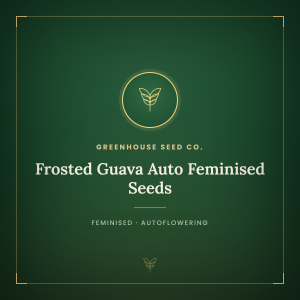 Frosted Guava Auto Feminised Seeds Frosted Guava Auto Feminised Seeds