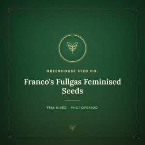 Franco's Fullgas Feminised Seeds