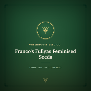 Franco's Fullgas Feminised Seeds Franco's Fullgas Feminised Seeds
