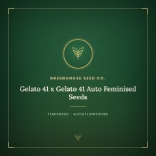 Gelato 41 x Gelato 41 Auto Feminised Seeds Gelato 41 x Gelato 41 Auto Feminised Seeds