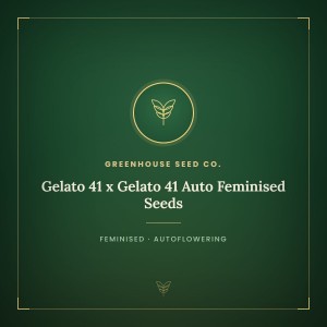 Gelato 41 x Gelato 41 Auto Feminised Seeds Gelato 41 x Gelato 41 Auto Feminised Seeds