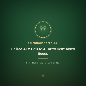 Gelato 41 x Gelato 41 Auto Feminised Seeds Gelato 41 x Gelato 41 Auto Feminised Seeds