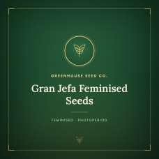 Gran Jefa Feminised Seeds