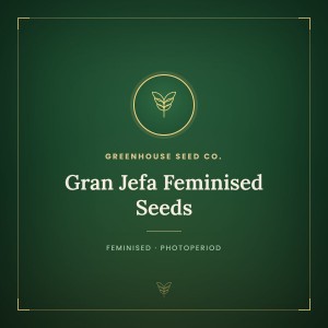 Gran Jefa Feminised Seeds Gran Jefa Feminised Seeds