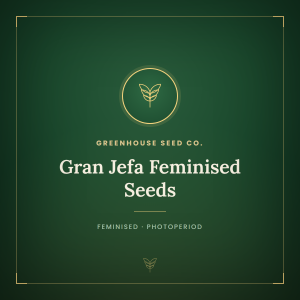 Gran Jefa Feminised Seeds Gran Jefa Feminised Seeds