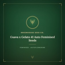 Guava x Gelato 41 Auto Feminised Seeds Guava x Gelato 41 Auto Feminised Seeds