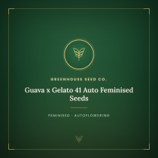 Guava x Gelato 41 Auto Feminised Seeds