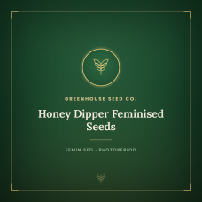 Honey Dipper Feminised Seeds