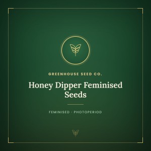 Honey Dipper Feminised Seeds