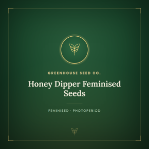 Honey Dipper Feminised Seeds Honey Dipper Feminised Seeds