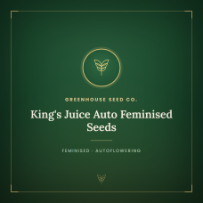 King's Juice Auto Feminised Seeds