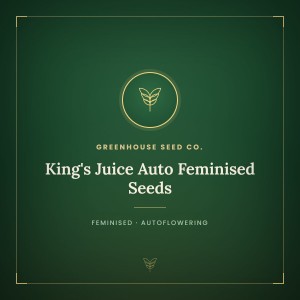 King's Juice Auto Feminised Seeds King's Juice Auto Feminised Seeds