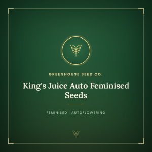 King's Juice Auto Feminised Seeds King's Juice Auto Feminised Seeds