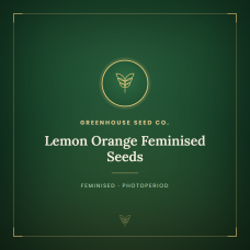 Lemon Orange Feminised Seeds
