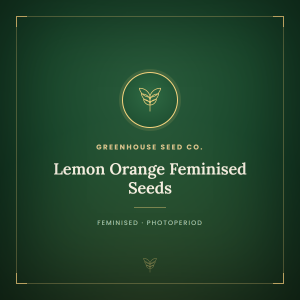 Lemon Orange Feminised Seeds Lemon Orange Feminised Seeds