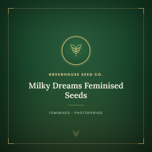 Milky Dreams Feminised Seeds Milky Dreams Feminised Seeds
