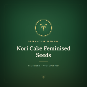 Nori Cake Feminised Seeds Nori Cake Feminised Seeds