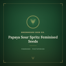 Papaya Sour Spritz Feminised Seeds