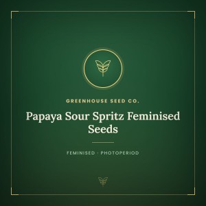 Papaya Sour Spritz Feminised Seeds