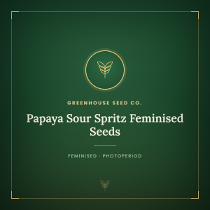 Papaya Sour Spritz Feminised Seeds Papaya Sour Spritz Feminised Seeds