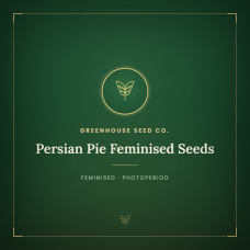 Persian Pie Feminised Seeds