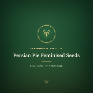 Persian Pie Feminised Seeds Persian Pie Feminised Seeds