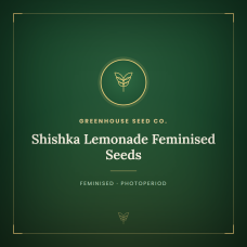 Shishka Lemonade Feminised Seeds