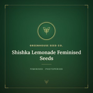 Shishka Lemonade Feminised Seeds Shishka Lemonade Feminised Seeds