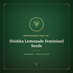 Shishka Lemonade Feminised Seeds Shishka Lemonade Feminised Seeds
