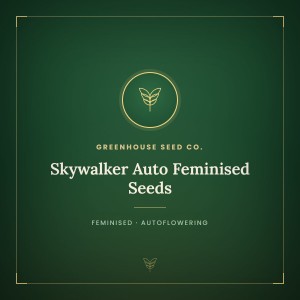 Skywalker Auto Feminised Seeds