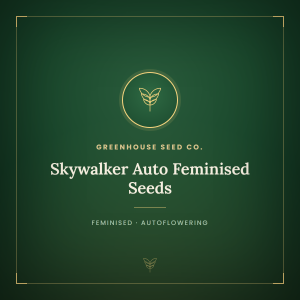 Skywalker Auto Feminised Seeds Skywalker Auto Feminised Seeds