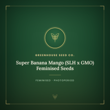 Super Banana Mango (SLH x GMO) Feminised Seeds