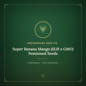 Super Banana Mango (SLH x GMO) Feminised Seeds Super Banana Mango (SLH x GMO) Feminised Seeds