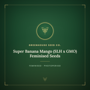 Super Banana Mango (SLH x GMO) Feminised Seeds Super Banana Mango (SLH x GMO) Feminised Seeds