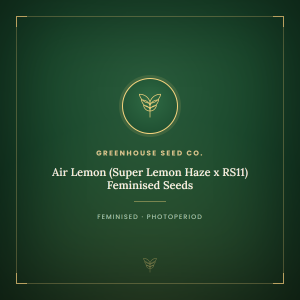 Air Lemon (Super Lemon Haze x RS11) Feminised Seeds Air Lemon (Super Lemon Haze x RS11) Feminised Seeds