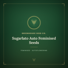 Sugarlato Auto Feminised Seeds
