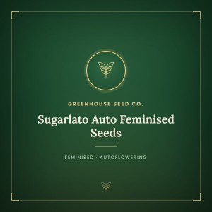 Sugarlato Auto Feminised Seeds Sugarlato Auto Feminised Seeds
