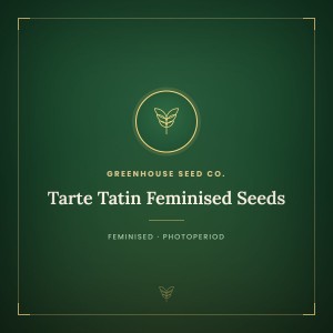 Tarte Tatin Feminised Seeds