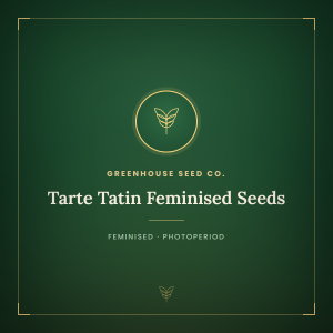 Tarte Tatin Feminised Seeds