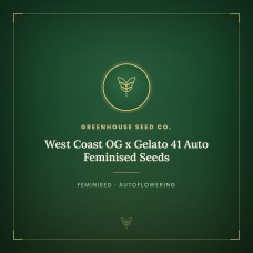 West Coast OG x Gelato 41 Auto Feminised Seeds West Coast OG x Gelato 41 Auto Feminised Seeds