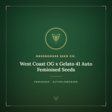 West Coast OG x Gelato 41 Auto Feminised Seeds