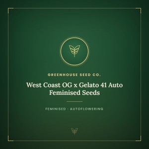 West Coast OG x Gelato 41 Auto Feminised Seeds West Coast OG x Gelato 41 Auto Feminised Seeds